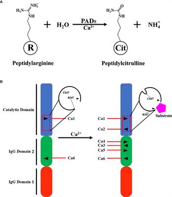 Peptidylarginine Deiminase 2 in Host Immunity: Current Insights and Perspectives